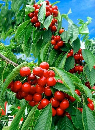 cherries in Burgundy