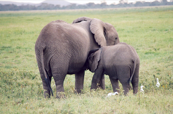 Mother and calf