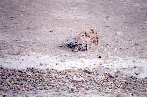 There is a little bird here - at he base of the dung pile