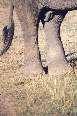 Left rear leg looks like its broken or strained.