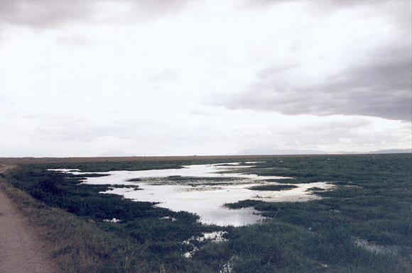 "Oltokai Orok" is the marsh/swamp area in the middle of Amboseli.