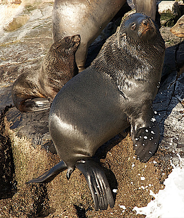 Sea Lion - Straits of Magellan, Chile