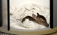 In the incubator