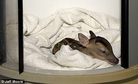 In the incubator