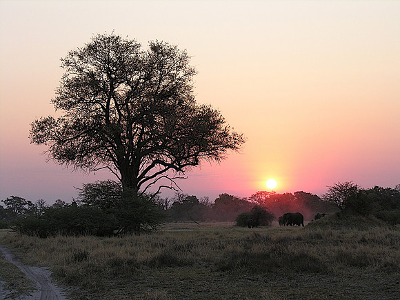 Elephants Retreat, nightfall in Moremi - Botswana