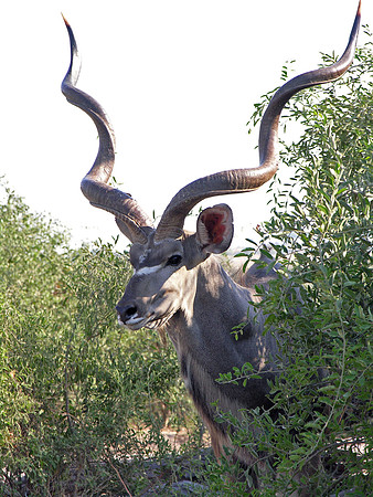 Kudu - Chobe, Botswana