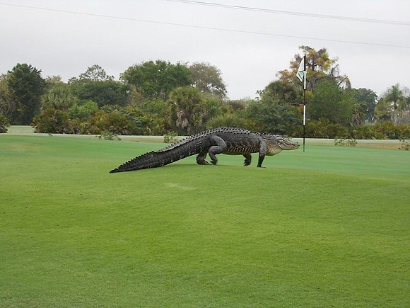 Golf course in Orlando Florida