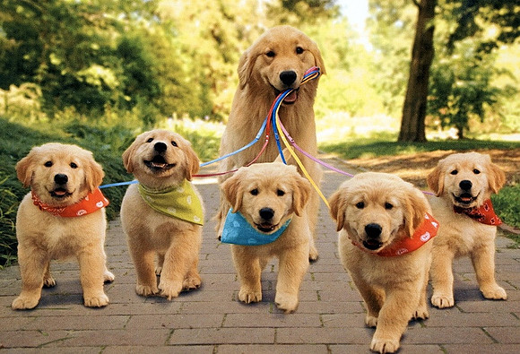 Dad takes the kids for a walk