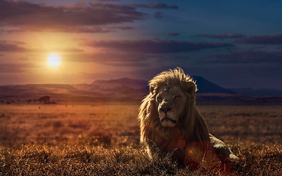Basking in the warmth of the evening