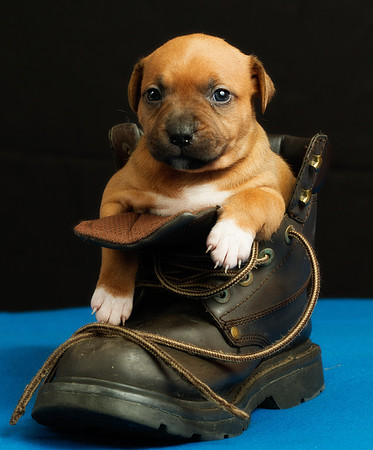 Puppy (staff)