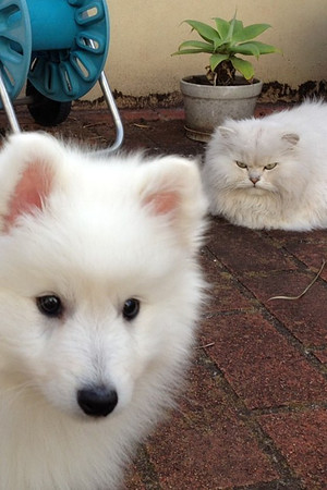 Theres not enough room for two white fluffy pets