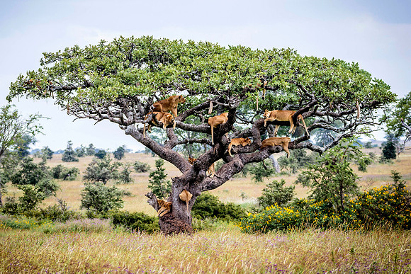 LIONS UP A TREE
