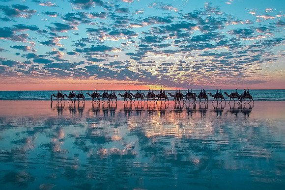 Camels in Broome, Australia-