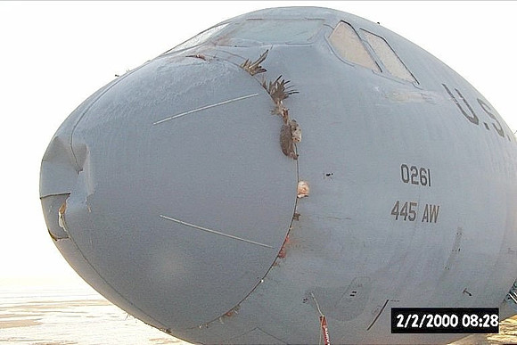 Another bird - right through the radome