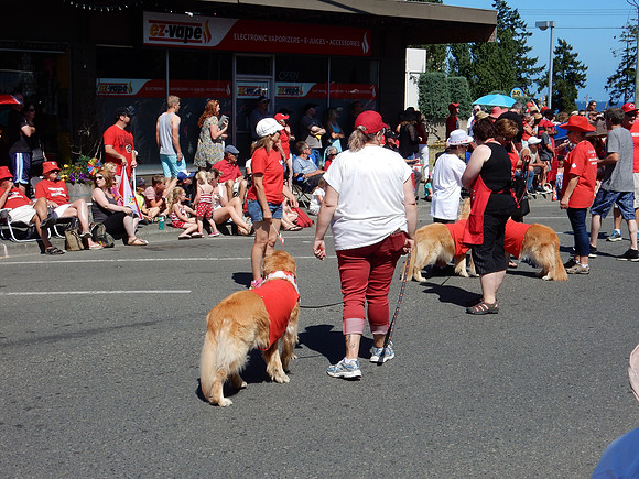 Qualicum Realty brought their Retrievers - pavement was cool ... I checked it.