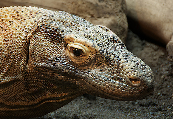 Komodo Dragon, Honolulu Zoo, Hawaii