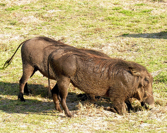 Warthogs - Chobe, Botswana