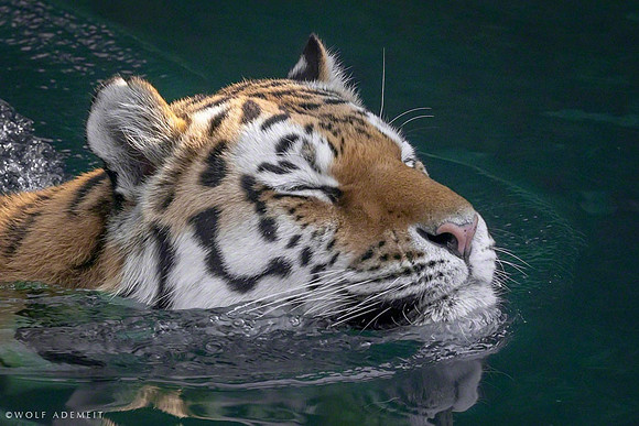 swimming_pool