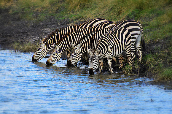 Synchronized Drinking