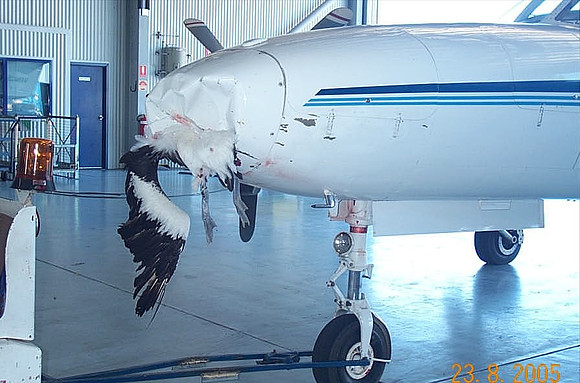 Damn birds!