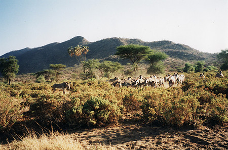 The gathering zebra herd