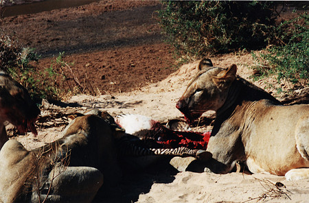 Oh, shut up and eat - this meat won't last forever.