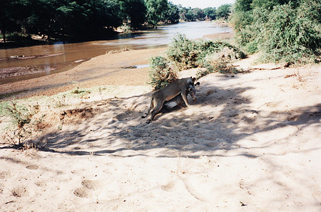 Dragging up from the river, before the crocs come to share