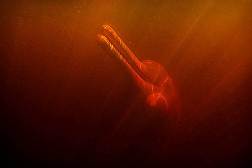 Pic: Copyright Timothy Allen. http://www.humanplanet.com