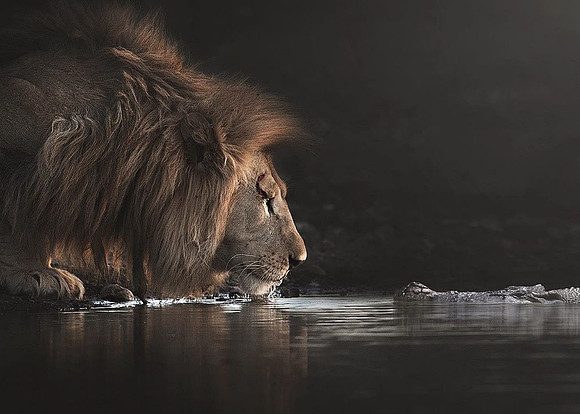 Confrontation - Lion and Nile Crocodile