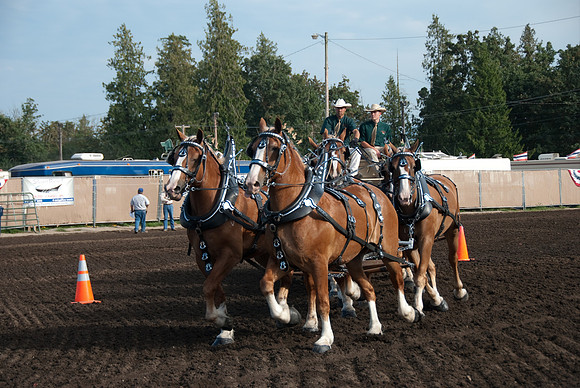 Each one of these horses weighs over 1000 lbs.