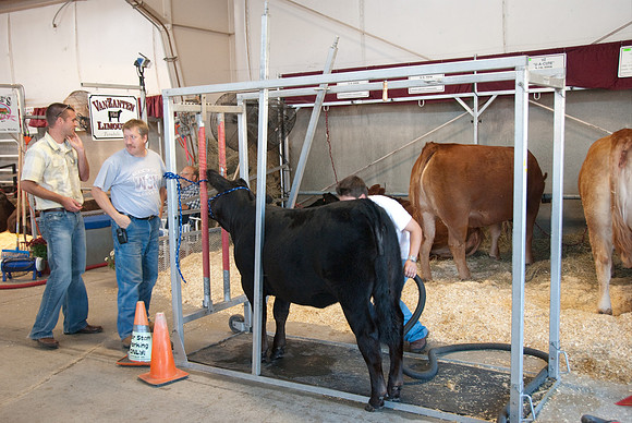 Into the beef barn