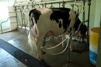 The milking parlor.