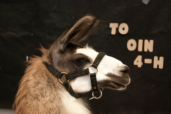 Llamas and Alpacas from the local farms. Surprisingly, they make great watch-animals.