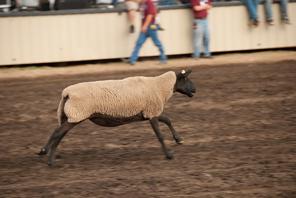 The sheep knows where it wants to go