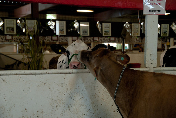 Getting to know the neighbours.