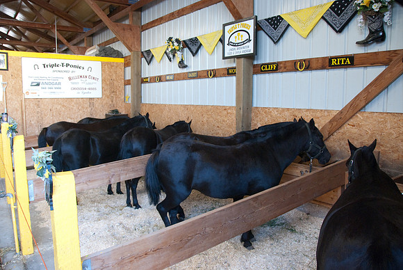 Ponies at rest