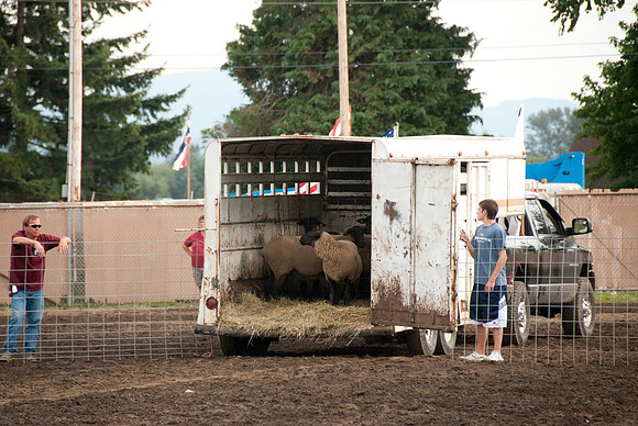 Into the truck at the other end of the paddock