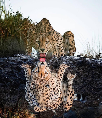 Leopard mirror
