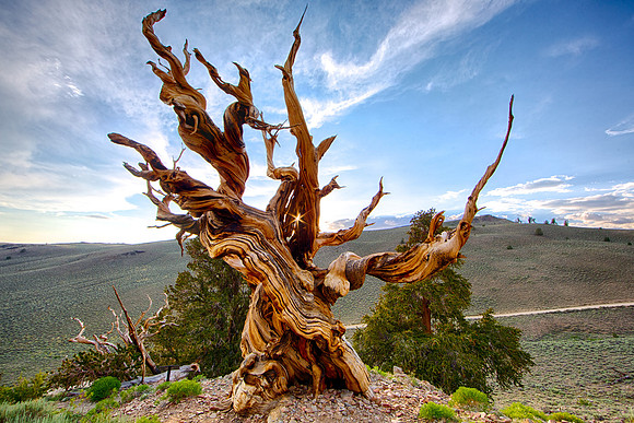 Bristle Cone Pine - regarded as the oldest tree in the world - 4500 yrs old