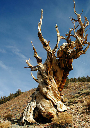 Bristle Cone Pine
