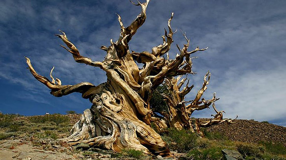 Bristle Cone Pine