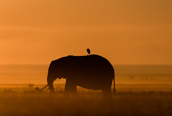 Prints for Maasai Mara