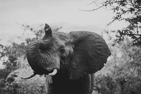 Prints for Maasai Mara