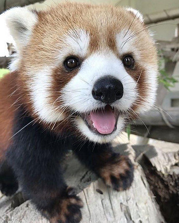 Red Panda