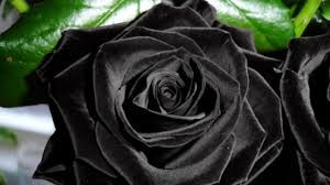 The black Helfeti Rose.