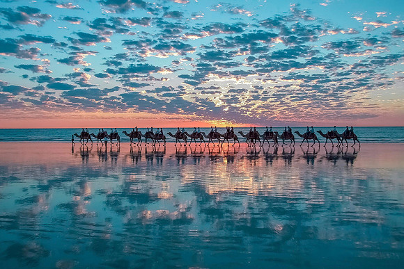 Camels in Broome, Australia-