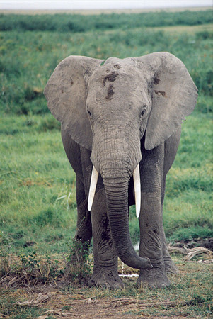 Elephants are curious creatures - watching us to see what we do