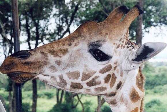 Giraffe - Nairobi, Kenya
