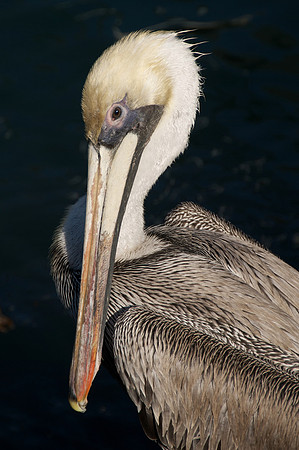 Pelican - Acapulco Marina, Mexico