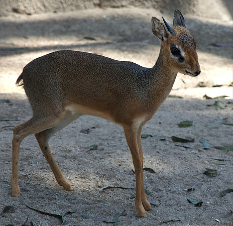 Little Dik-Dik - Tarangiri, Tanzania